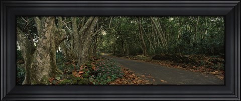 Framed Path passing through a forest, Maui, Hawaii, USA Print