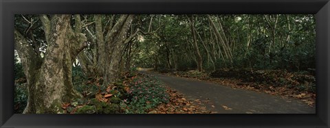 Framed Path passing through a forest, Maui, Hawaii, USA Print