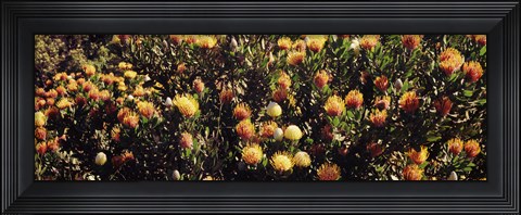 Framed Wildflowers in a field, Maui, Hawaii Print