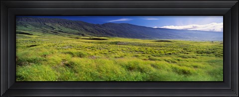 Framed Grassland, Kula, Maui, Hawaii, USA Print