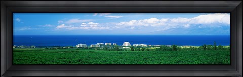 Framed Coffee Field at the oceanside, Maui, Hawaii, USA Print