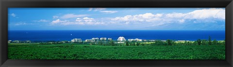 Framed Coffee Field at the oceanside, Maui, Hawaii, USA Print