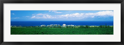 Framed Coffee Field at the oceanside, Maui, Hawaii, USA Print