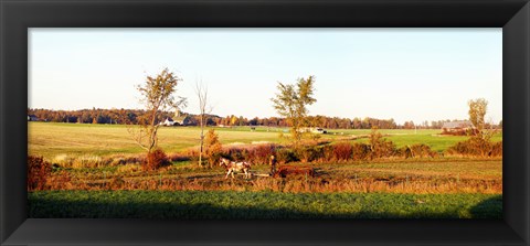 Framed Amish farmer plowing a field, USA Print