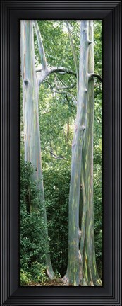 Framed Trees in a forest, Hawaii, USA Print