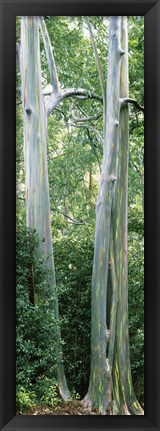 Framed Trees in a forest, Hawaii, USA Print