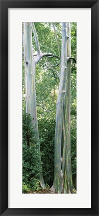 Framed Trees in a forest, Hawaii, USA Print