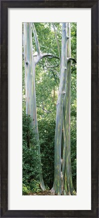 Framed Trees in a forest, Hawaii, USA Print