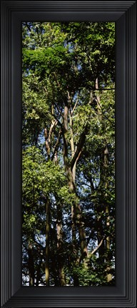 Framed Low angle view of a tree, Hawaii, USA Print