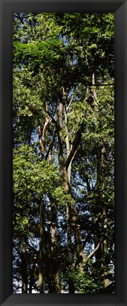 Framed Low angle view of a tree, Hawaii, USA Print