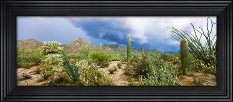 Framed Saguaro National Park, Tucson, Arizona Print