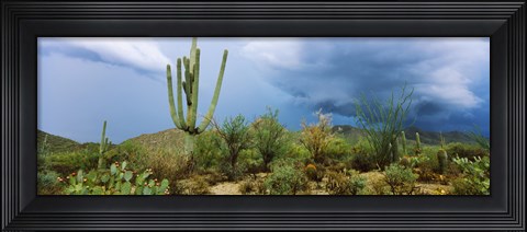 Framed Cacti growing at Saguaro National Park, Tucson, Arizona Print