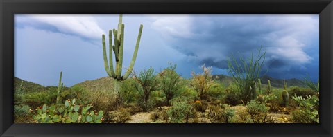 Framed Cacti growing at Saguaro National Park, Tucson, Arizona Print