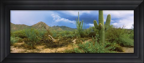 Framed Saguaro cactus (Carnegiea gigantea) in a desert, Saguaro National Park, Arizona Print