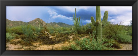 Framed Saguaro cactus (Carnegiea gigantea) in a desert, Saguaro National Park, Arizona Print