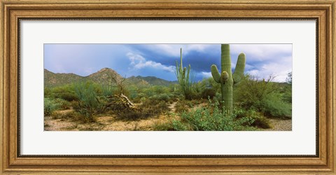 Framed Saguaro cactus (Carnegiea gigantea) in a desert, Saguaro National Park, Arizona Print