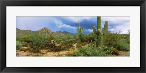 Framed Saguaro cactus (Carnegiea gigantea) in a desert, Saguaro National Park, Arizona Print