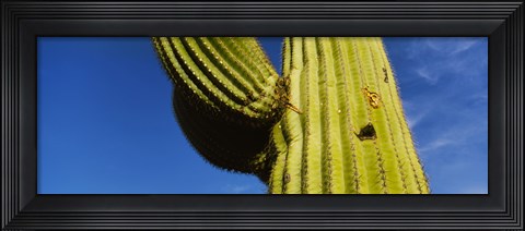 Framed Low angle view of Saguaro cactus (Carnegiea gigantea), Saguaro National Park, Arizona, USA Print