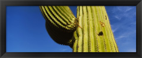 Framed Low angle view of Saguaro cactus (Carnegiea gigantea), Saguaro National Park, Arizona, USA Print