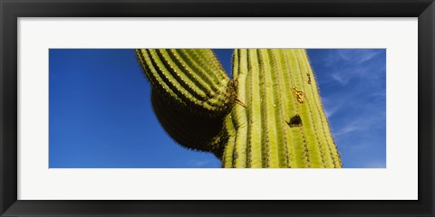 Framed Low angle view of Saguaro cactus (Carnegiea gigantea), Saguaro National Park, Arizona, USA Print