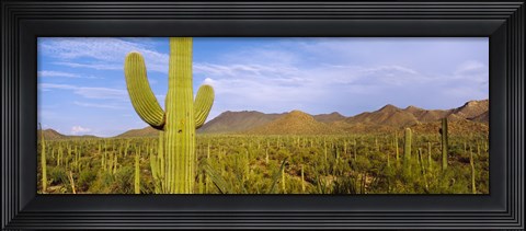 Framed Cactus Field, Saguaro National Park, Arizona Print