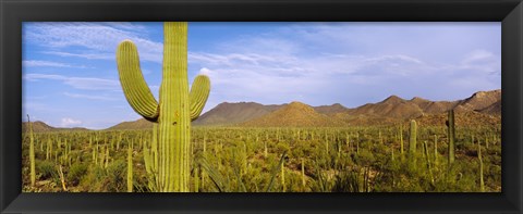 Framed Cactus Field, Saguaro National Park, Arizona Print