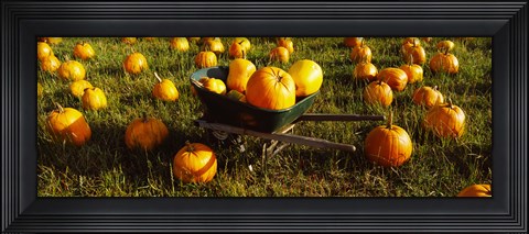 Framed Wheelbarrow in Pumpkin Patch, Half Moon Bay, California, USA Print