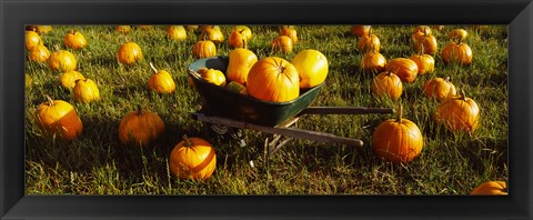 Framed Wheelbarrow in Pumpkin Patch, Half Moon Bay, California, USA Print