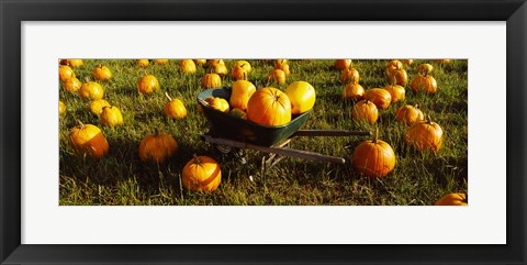 Framed Wheelbarrow in Pumpkin Patch, Half Moon Bay, California, USA Print