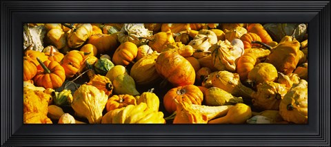 Framed Pumpkins and gourds in a farm, Half Moon Bay, California, USA Print