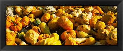 Framed Pumpkins and gourds in a farm, Half Moon Bay, California, USA Print