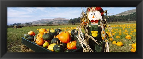 Framed Scarecrow in Pumpkin Patch, Half Moon Bay, California (horizontal) Print