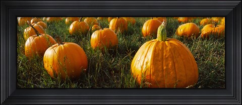 Framed Close Up of Pumpkins in a  Field, Half Moon Bay, California Print