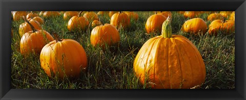 Framed Close Up of Pumpkins in a  Field, Half Moon Bay, California Print