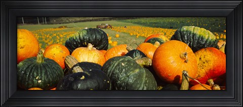 Framed Pumpkin Field, Half Moon Bay, California Print