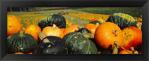 Framed Pumpkin Field, Half Moon Bay, California Print