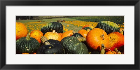 Framed Pumpkin Field, Half Moon Bay, California Print