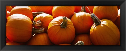 Framed Pumpkins, Half Moon Bay, California, USA Print