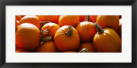 Framed Pumpkins, Half Moon Bay, California, USA Print