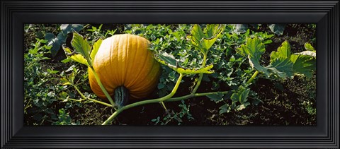 Framed Pumpkin growing in a field, Half Moon Bay, California, USA Print