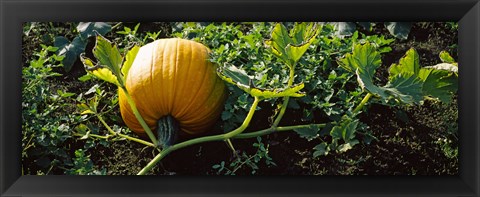 Framed Pumpkin growing in a field, Half Moon Bay, California, USA Print