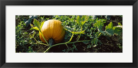 Framed Pumpkin growing in a field, Half Moon Bay, California, USA Print