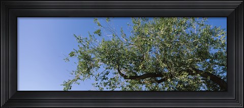 Framed Low angle view of a tree branch against blue sky, San Rafael Valley, Arizona, USA Print