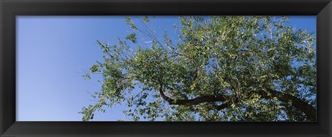 Framed Low angle view of a tree branch against blue sky, San Rafael Valley, Arizona, USA Print