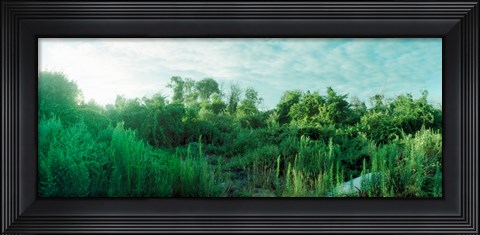 Framed Greenery along Fort Tilden Beach, Fort Tilden, Queens, New York City, New York State, USA Print
