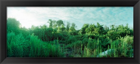 Framed Greenery along Fort Tilden Beach, Fort Tilden, Queens, New York City, New York State, USA Print