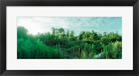 Framed Greenery along Fort Tilden Beach, Fort Tilden, Queens, New York City, New York State, USA Print