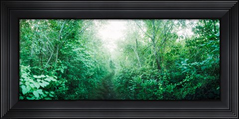 Framed Trail through the woods along Fort Tilden beach, Queens, New York City, New York State, USA Print