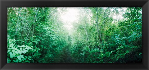 Framed Trail through the woods along Fort Tilden beach, Queens, New York City, New York State, USA Print