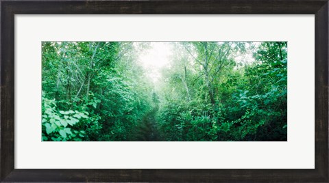 Framed Trail through the woods along Fort Tilden beach, Queens, New York City, New York State, USA Print